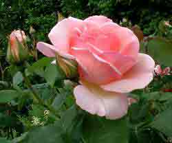 Name a Rose