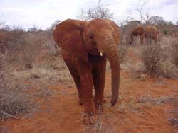 Adopt and Elephant